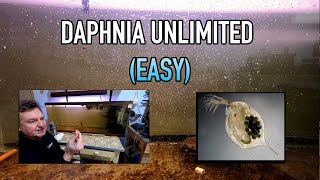 How I Raise Daphnia Water Fleas And You Can Too [upl. by Llenrad]