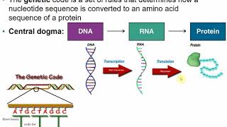 2117 Chapter 8 Part A  Microbial Genetics [upl. by Irahk284]