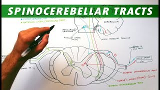 Spinocerebellar tracts  Neuroanatomy Tutorial  Ascending pathways [upl. by Ahens]