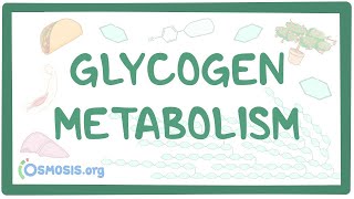 Glycogen metabolism [upl. by Kast]