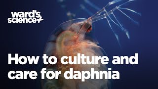 Caring and Culturing for Daphnia [upl. by Win]