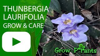 Thunbergia laurifolia  grow and care [upl. by Shaer]