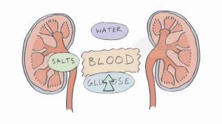 New GCSE BBC Bitesize  Homeostasis [upl. by Octavus]