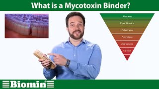 What is a Mycotoxin Binder Your Animal Nutrition Questions Answered [upl. by Ylsew]