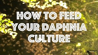 How To Feed Your Daphnia Culture [upl. by Conners657]