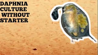 HOW TO CULTURE DAPHNIA NATURALLY WITHOUT A STARTER [upl. by Arahsit]