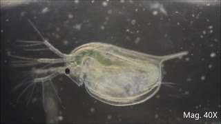 Daphnia magna under the Microscope [upl. by Attennek]