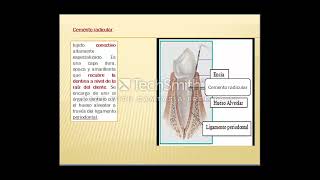 El diente sus partes y los tipos de dentición [upl. by Cohdwell442]