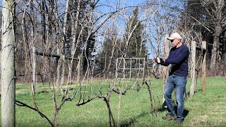 Viticulture  Grapevine Pruning  VSP Guyot amp How to Convert Mature Vines from one to the other [upl. by Woodie]