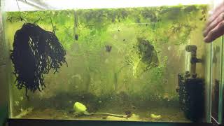 Scuds Daphnia Cherry Shrimp Copepods My aquatic food culture [upl. by Tamqrah]