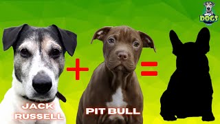 Top 10 Jack Russell Mix Breeds [upl. by Greysun646]