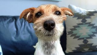 Funny Jack Russell Terrier Compilation [upl. by Agnesse]