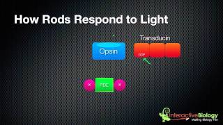 031 How Rods and Cones respond to Light [upl. by Stephana]