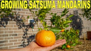 Satsuma Mandarin Growing Guide  Owari Satsuma Cold Hardy Citrus Tree [upl. by Mara]