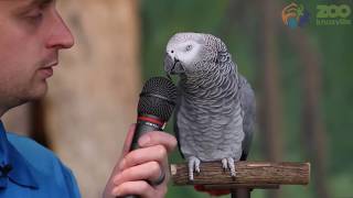 Einstein the Talking Parrot courtesy Knoxville Zoo [upl. by Acul478]