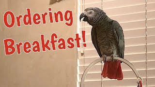 Einstein Parrot places breakfast order [upl. by Russom233]