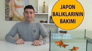 Japon Balıklarının Bakımı [upl. by Santini469]