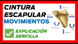 ✅ MOVIMIENTOS de la CINTURA ESCAPULAR fácil  Articulacion ESCAPULOTORACICA movilidad [upl. by Almita]