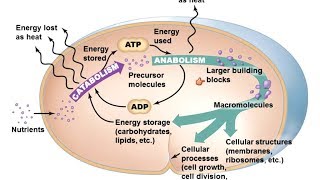 Microbiology of Microbial Metabolism [upl. by Meggs]