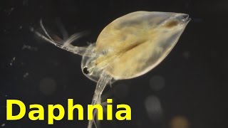 Daphnia [upl. by Crista635]