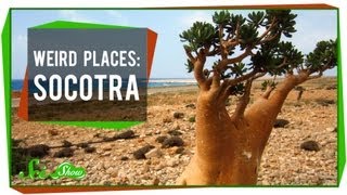 Weird Places Socotra [upl. by Fidellas112]