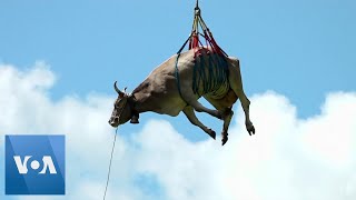 Cow Airlifted by Helicopter in Switzerland [upl. by Ellohcin]