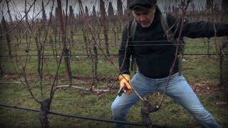 Marco Simonit  Dimostrazione pratica potatura della vite a Guyot  Guyot pruning [upl. by Anitnegra]