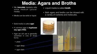 Lab Exercise 1 Introduction to Microbiology [upl. by Hillard]