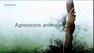 Reportage  Agressions animales  épis 2 [upl. by Ahk435]