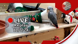 Einstein Parrot Live 12524 [upl. by Theresina]