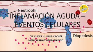 INFLAMACIÓN AGUDA – EVENTOS CELULARES  Dr Elmer Luna Vilchez [upl. by Nnyluqcaj]