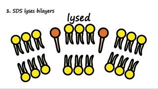 SDS and Biological Membranes [upl. by Prader115]