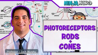 Special Senses  Photoreceptors  Rods and Cones [upl. by Norbert]