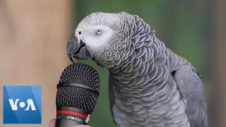 Talking Parrot  VOANews [upl. by Agon]