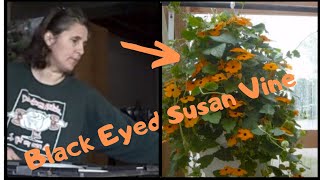 How to Grow Thunbergia Black Eyed Susan Vine From Seed  Indoor Growing [upl. by Janifer]