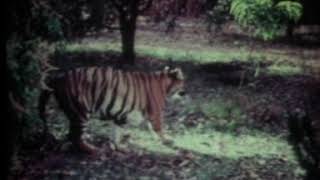 Khairi The Tiger Princess  A Documentary film [upl. by Aizirk]