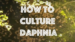 How To Culture Daphnia Magna [upl. by Rozanna]