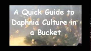 How to culture daphnia outside [upl. by Okiram]