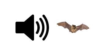 Bat Sounds  Sound Effect  ProSounds [upl. by Samot]