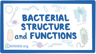 Bacterial Structure and Functions [upl. by Fawn]