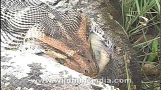 Python swallows a monkey whole [upl. by Kleiman]