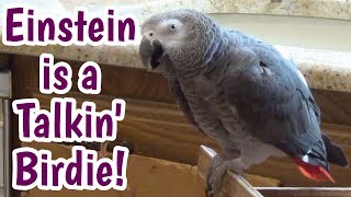 Einstein the Parrot is a talking birdie [upl. by Chancellor]