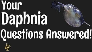 Daphnia Questions Answered [upl. by Gewirtz]