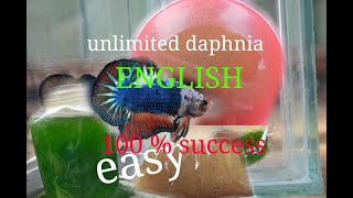 daphnia moina culture Easy way Unlimited production English  with sub Green water Chlorella [upl. by Brigham]