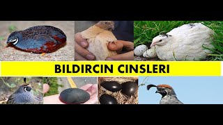 Bıldırcın Cinsleri Fiyatları Özellikleri [upl. by Juliana]