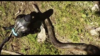 Eaten Alive By An Anaconda VIDEO [upl. by Horatius]