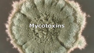 Mycotoxins and Mold by IndoorDoctor [upl. by Ahsinrats]