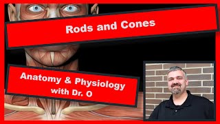 Rods and Cones Anatomy and Physiology [upl. by Attenad765]