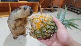 divine sound when marmot eats pineapple [upl. by Lanor]