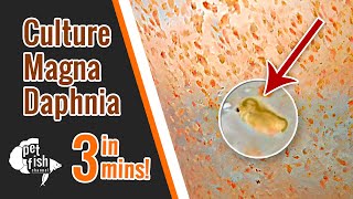 How to culture DAPHNIA MAGNA  The easy way [upl. by Esoj419]